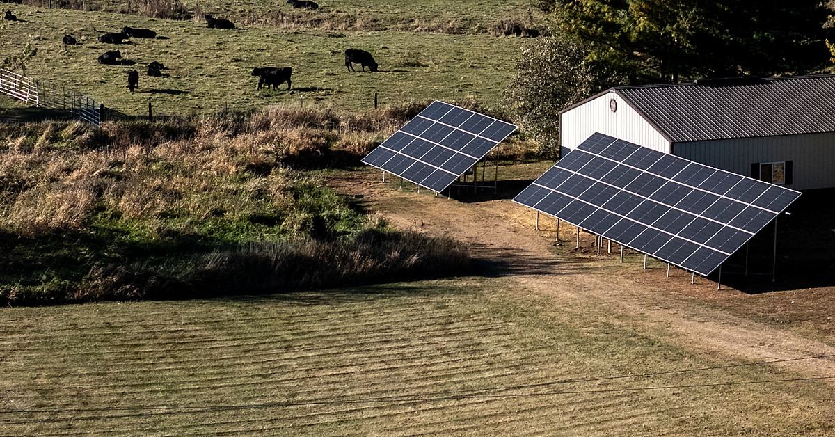 Ground-mounted solar array on a farmstead with cattle grazing in front of it
